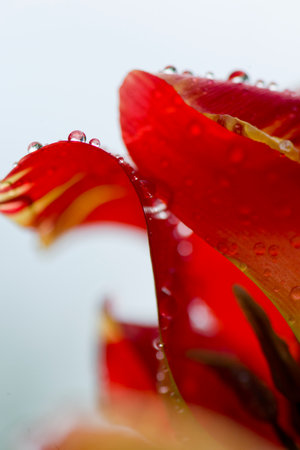 dew drops on petals of flower, spring time nature detail の写真素材