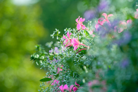 Wildflowersの写真素材