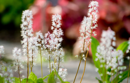 Wildflowersの写真素材