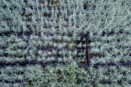 young plantsの写真素材