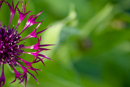 Wildflowersの写真素材