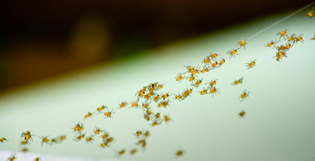 row of small spiders climbing up against の写真素材