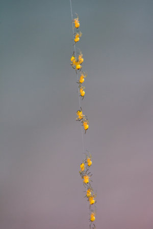 row of small spiders climbing up against の写真素材