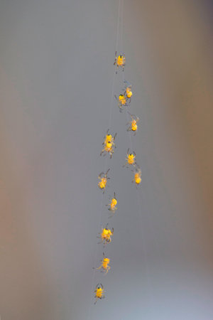 row of small spiders climbing up against の写真素材
