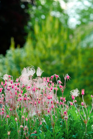 Wildflowersの写真素材