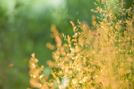 A clear morning with dew on grass and blue clear sky  の写真素材
