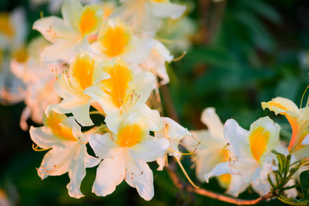 Ruellia tuberosa Linn, there are bright white color in full bloom の写真素材