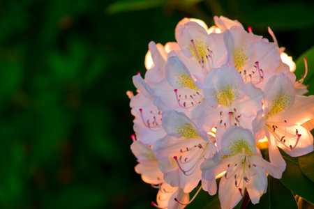 lots of azaleas blooming in spring in garden の写真素材