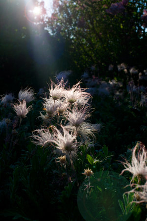 Prairie Smoke