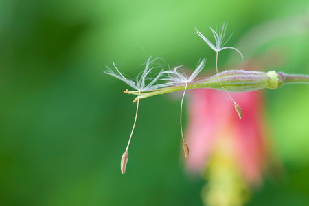 Dandelion seeds hanging on for dear life  
