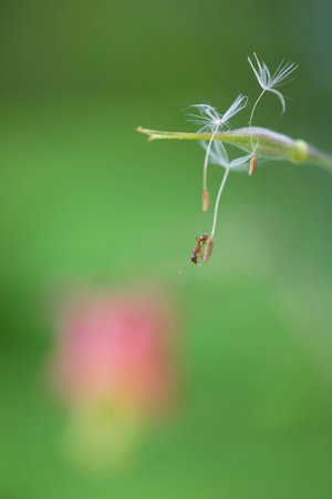 Dandelion seeds hanging on for dear life  