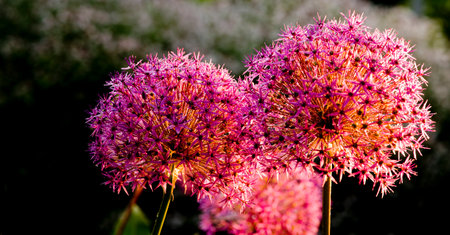 Martyn or blood lily bulbの写真素材