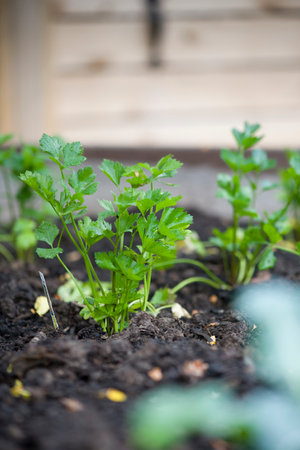 vegetable gardenの写真素材