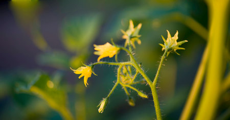 Tomato flowers  の写真素材