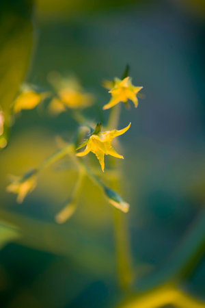 Tomato flowers  