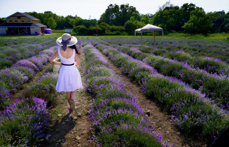 Basket with a lavender のeditorial素材
