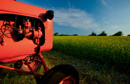 tractor with  blossoming bright yellow canola fields, concept for agriculture businessの写真素材