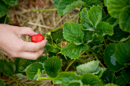 Wild strawberries in toronto,canadaの写真素材