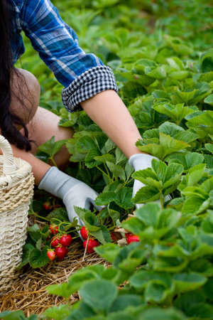 Wild strawberries in toronto,canadaの写真素材