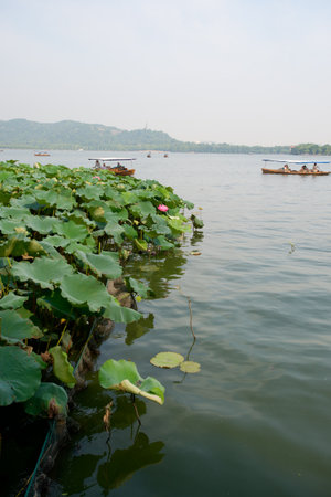 Lotus in full bloom, West Lake in Hangzhouのeditorial素材