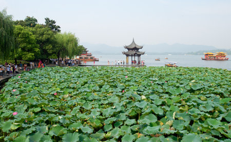 Lotus in full bloom, West Lake in Hangzhouのeditorial素材