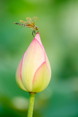 Dragonfly on the Lotus Flowerの写真素材