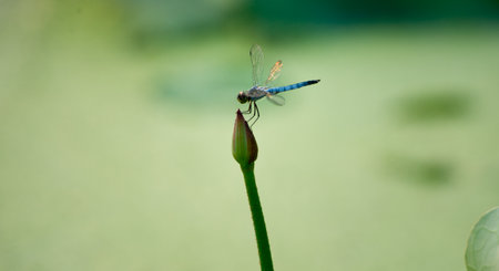 Dragonfly on the Lotus Flowerの写真素材