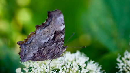 brilliant orange butterfly poised on white flowersの写真素材