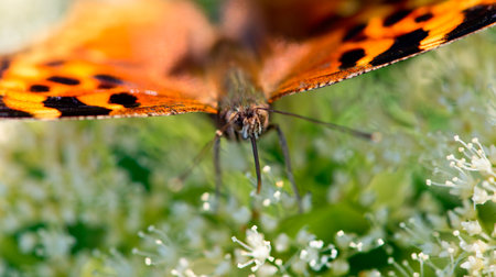brilliant orange butterfly poised on white flowersの写真素材