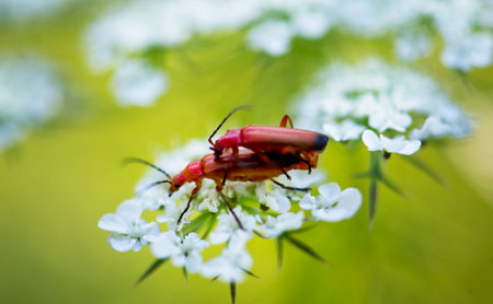Red Ant Mimic Spiderの写真素材