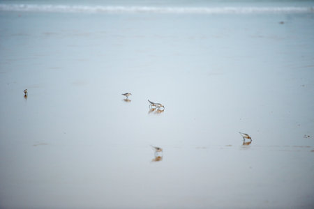 Seagull on beach