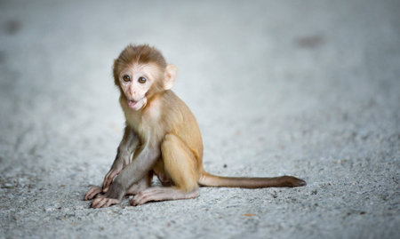 small monkey，Nepalの写真素材