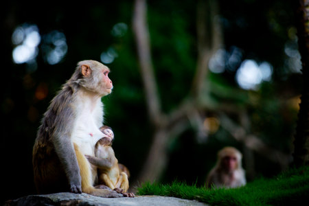 small monkey and his motherの写真素材