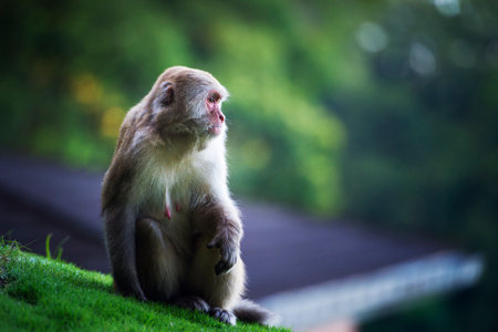Monkey,Kathmandu, Nepalの写真素材