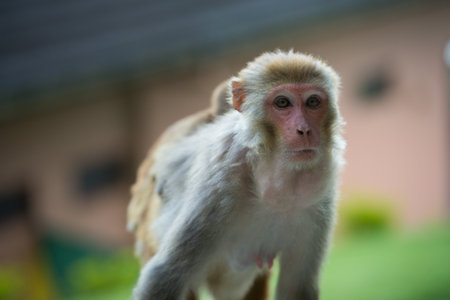 Monkey,Kathmandu, Nepalの写真素材