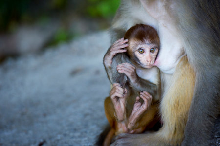 small monkey and his motherの写真素材