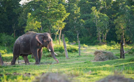 Elephantの写真素材