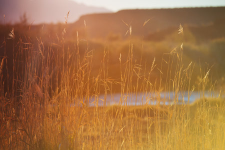 Wild grasses in evening lightの写真素材