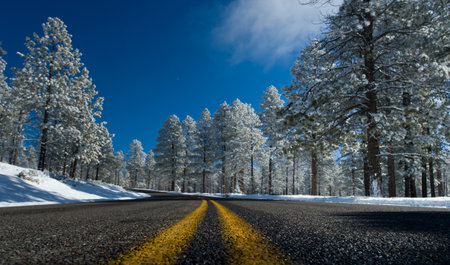 winter landscape snow-covered road in the pine forest frosty dayの写真素材