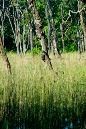 Nepal swampの写真素材