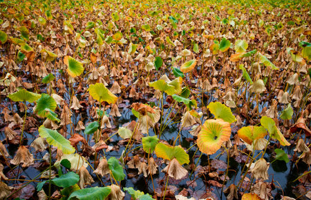 Chengde,  Beautiful autumn scenery in China.の写真素材