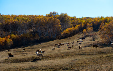 Autumn pasture