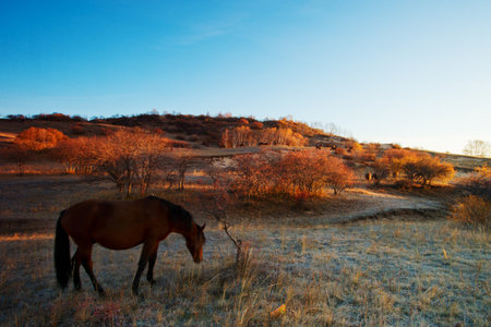 Horse farm in northern Chinaの写真素材