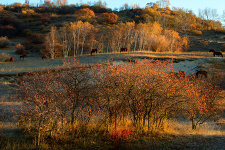 Horse farm in northern China