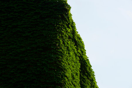 The decline of fisheries resources, China Zhejiang Shengsi Shengshan Island fishermen have relocated, becoming no village, abandoned houses covered with green plantsの写真素材