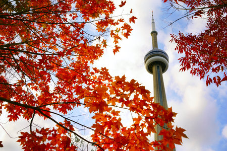 View of red maple tree and CN Tower in autumnのeditorial素材