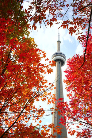 View of red maple tree and CN Tower in autumnのeditorial素材