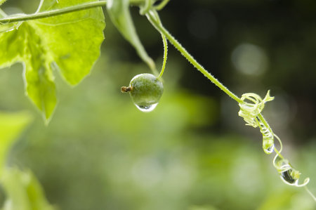 a morning dew that hangs on a wild berryの写真素材