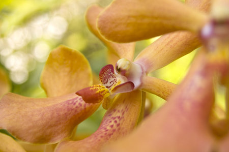 a blossom orange tropica orkid flower that taken in closed upの写真素材