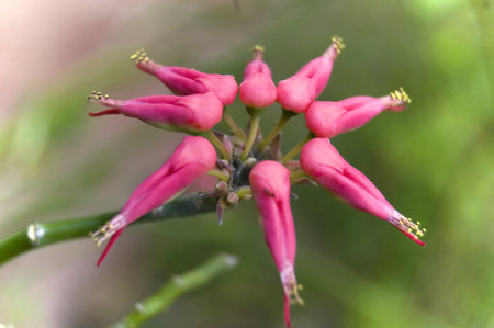 the flower that before blossomの写真素材